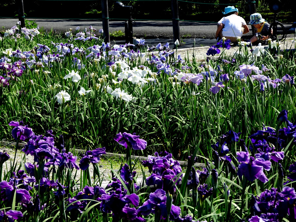 あっ、オタマジャクシだ！