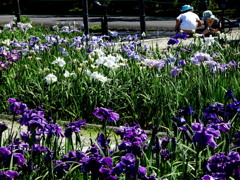 あっ、オタマジャクシだ！