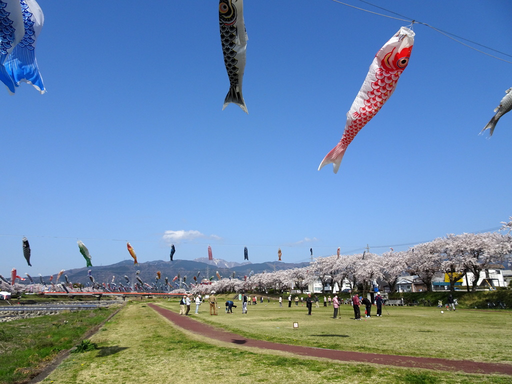 こいのぼりもお花見１