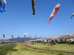 こいのぼりもお花見１