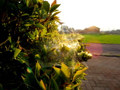 蜘蛛さんのマイホーム