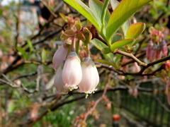 ブルーベリーの花