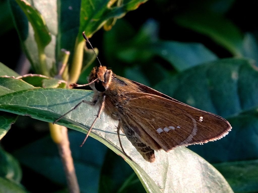 イチモンジセセリ