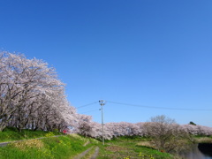 桜並木1
