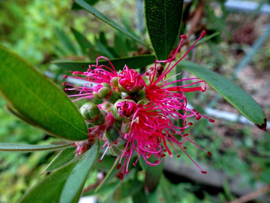 　ブラシノキ　さぁ咲くわよ