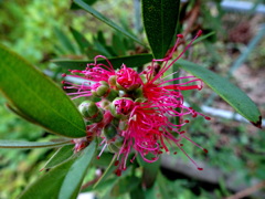 　ブラシノキ　さぁ咲くわよ