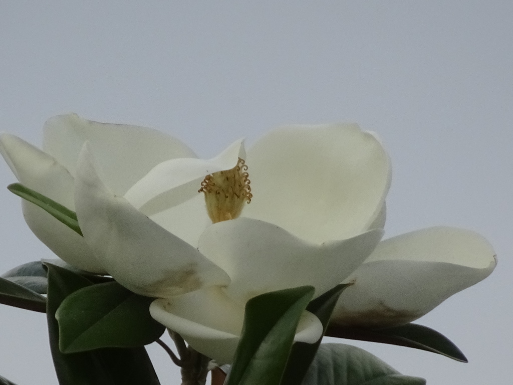 やっと見られた蕊