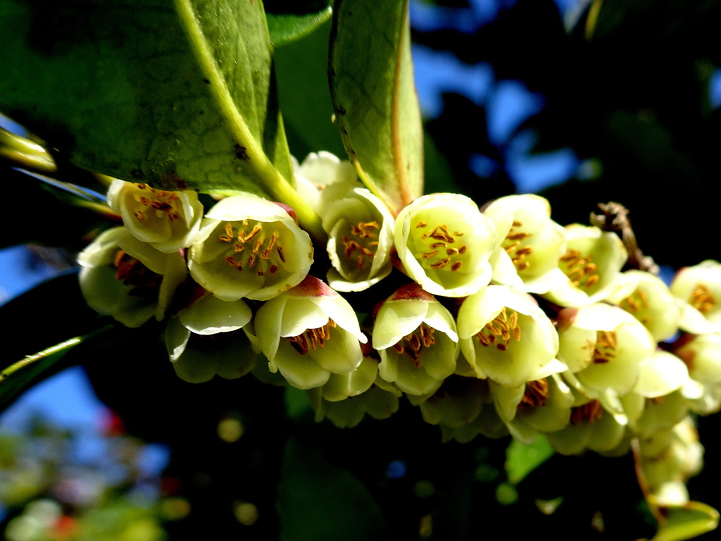 ひしめき合って