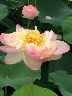ハスの花