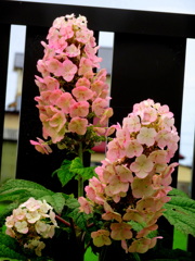 カシワバアジサイ