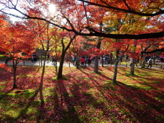京都　東福寺の紅葉3