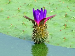 オニバスの花
