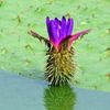オニバスの花