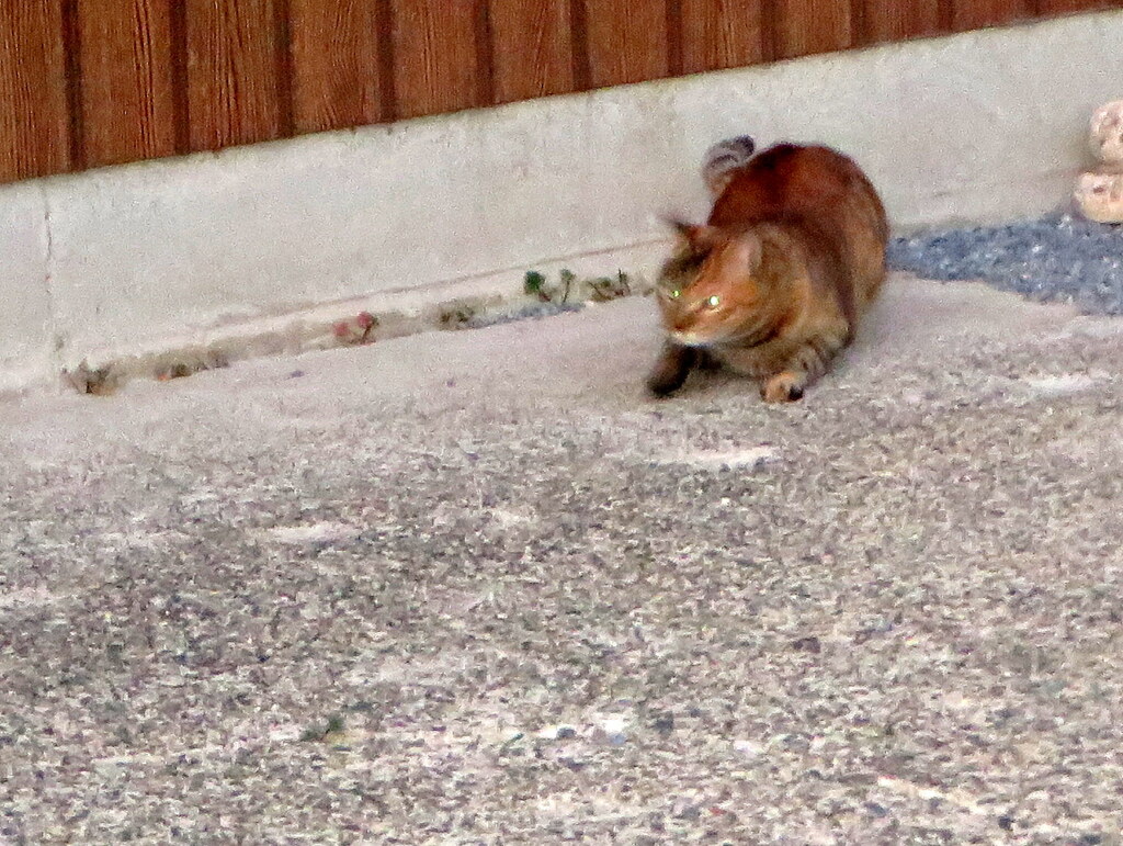 狙う