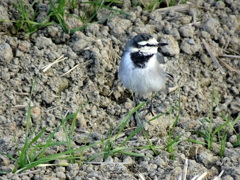 麦畑でちょっとおすまし