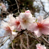 若草物語のよう