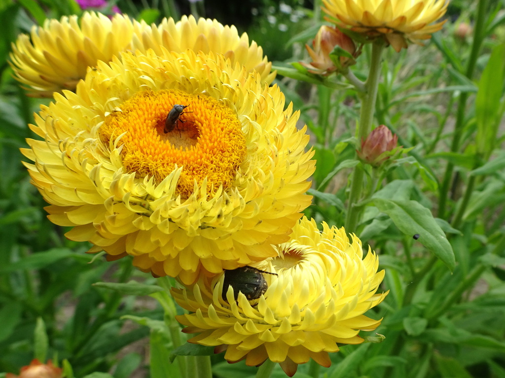 ムギワラギクと虫君