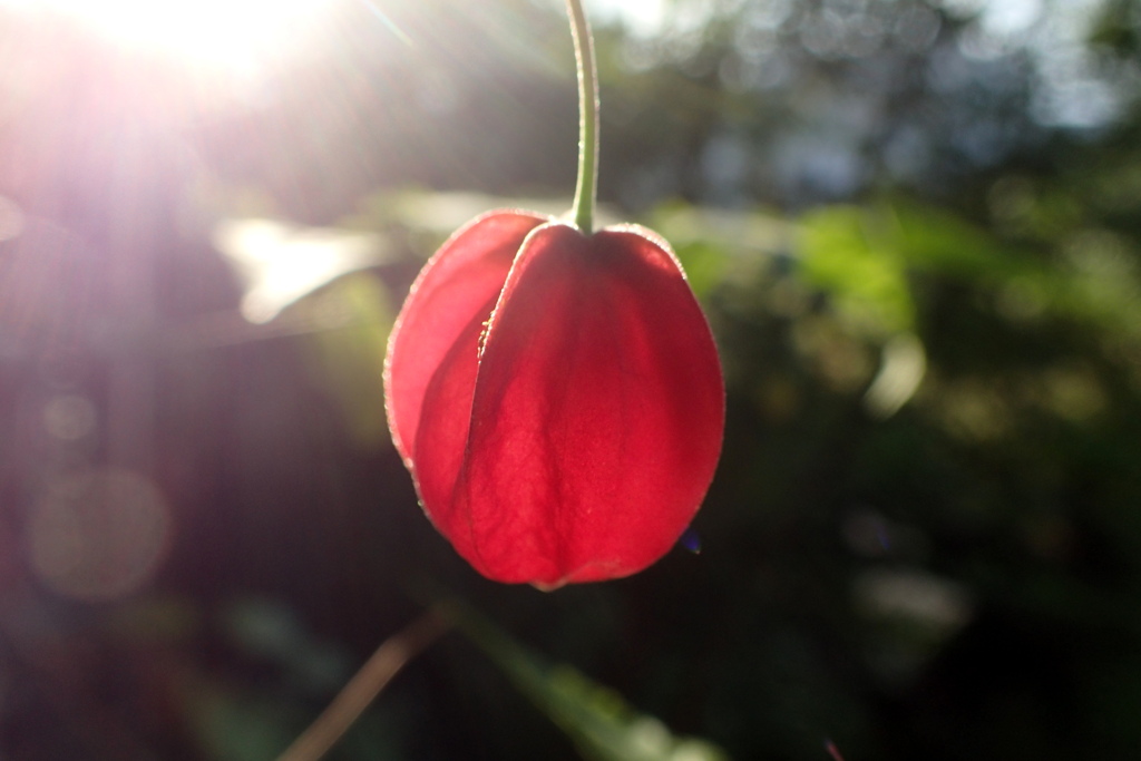 朝日を受けるランプ