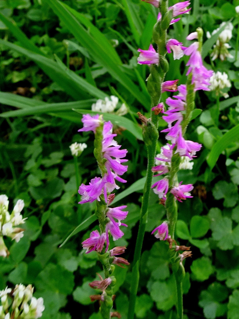 ネジバナ　クルクル型