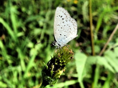 少なくなったなぁ・・・
