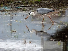 何食べてるの？