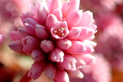 みんなでわはっは