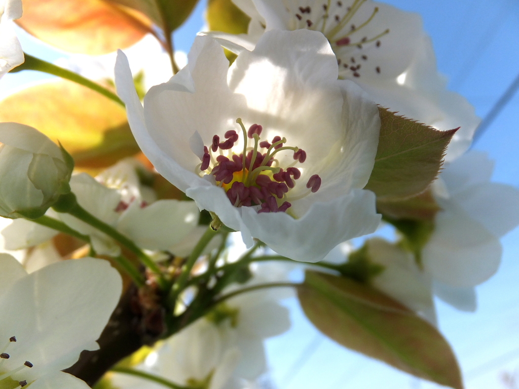 梨の花