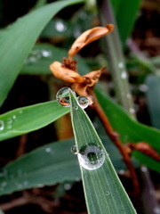 写ってるよ枯草さん