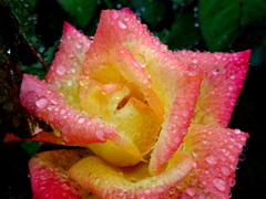 雫のファンタジー3　秋バラの花