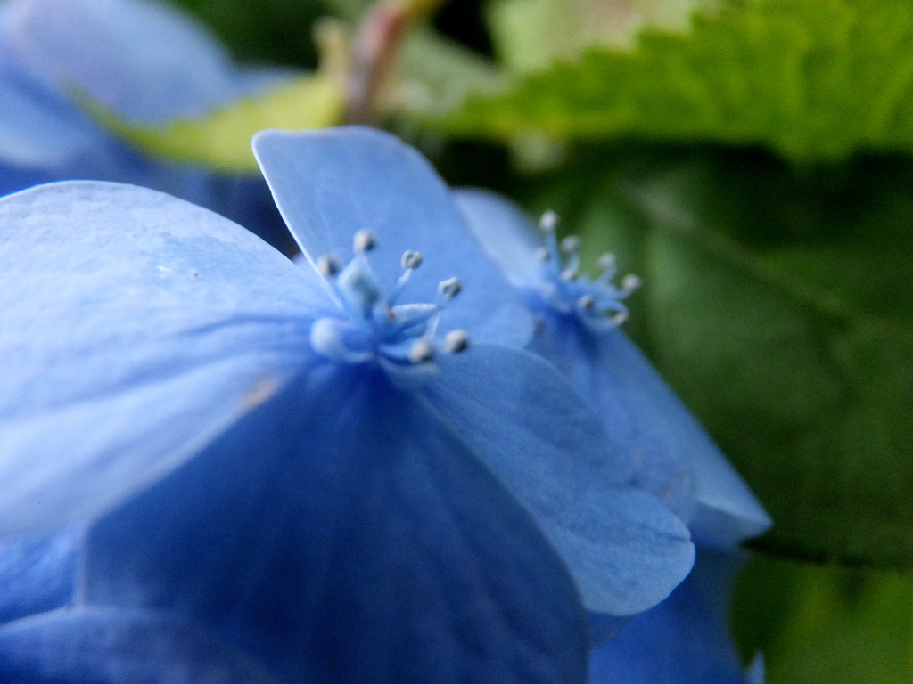 紫陽花　