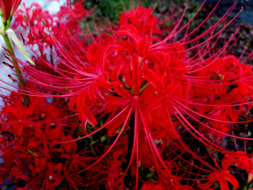 曼珠沙華
