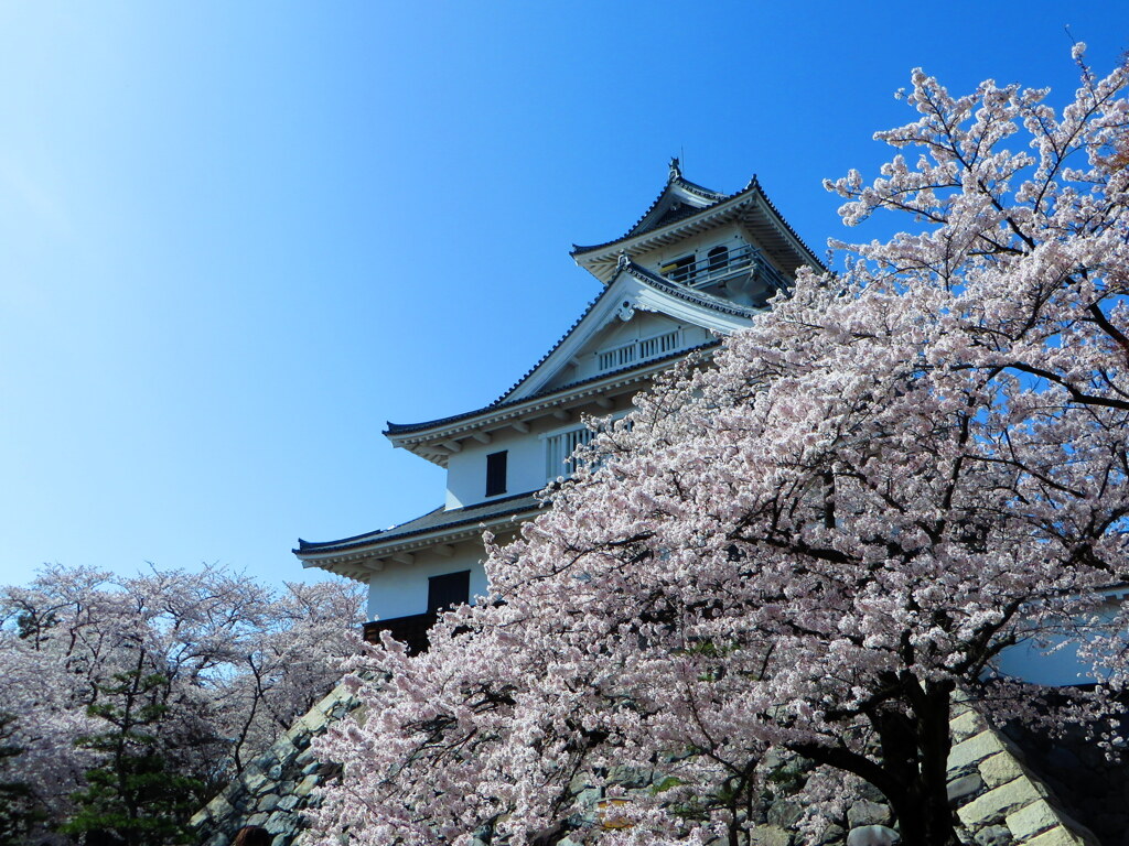 桜と長浜城