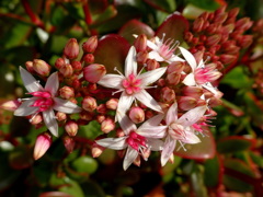 フチベニベンケイ