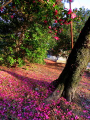 花びらロード