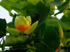 チューリップツリー