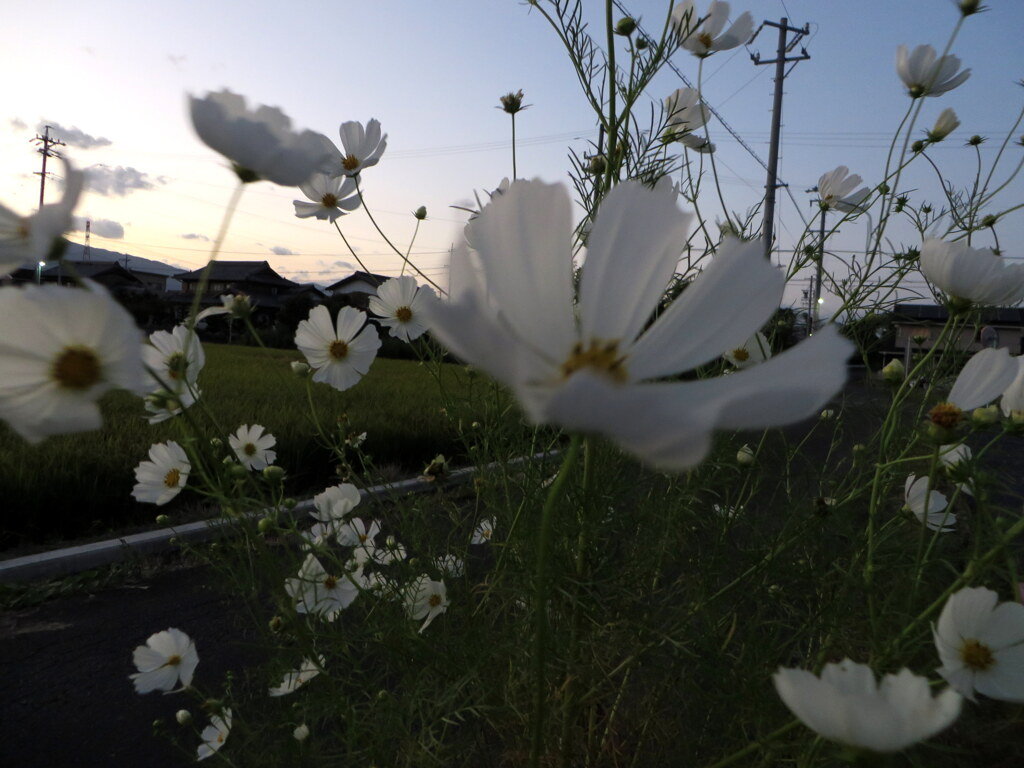 夕闇に浮かぶコスモス