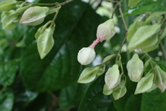 明日咲く花