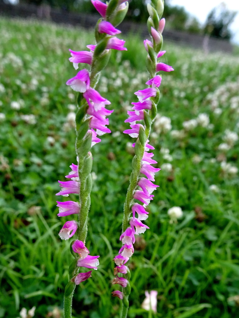 ネジバナ　右巻き型　左巻き型