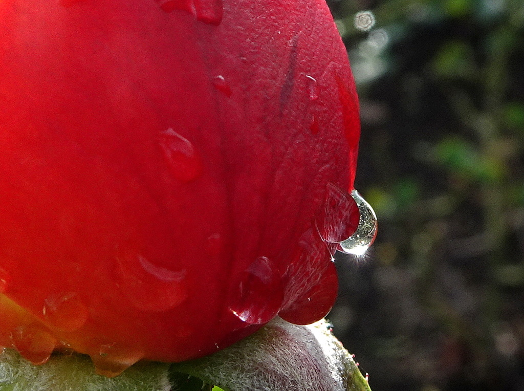 雫のダイヤモンド