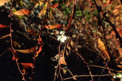 紅葉に囲まれて