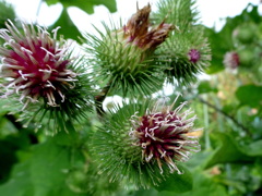 ゴボウの花