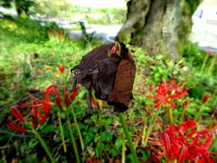 お帽子ファッション