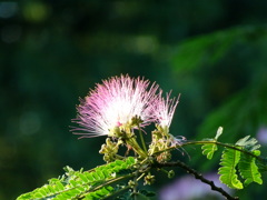 二度咲きネムノキ