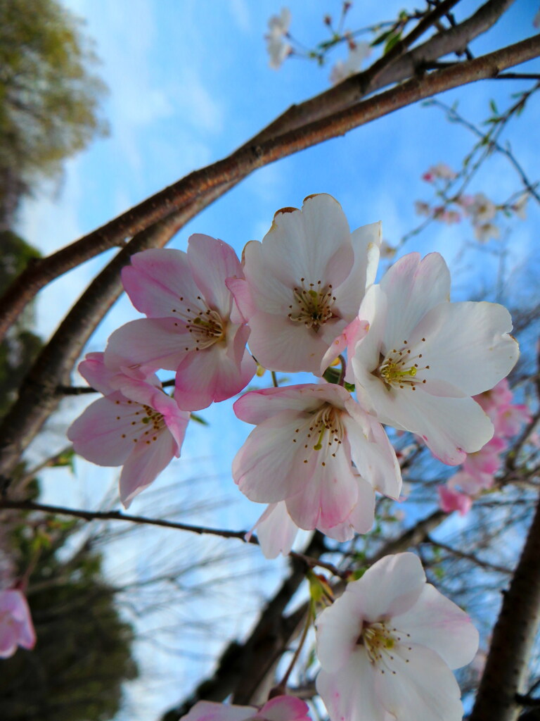 神代　曙桜