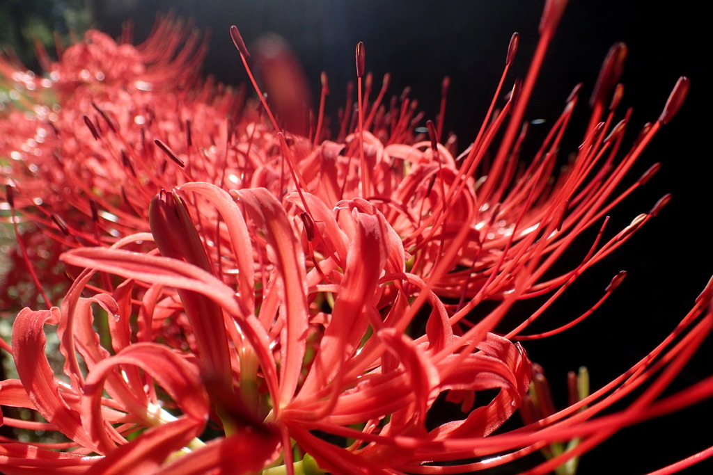 曼殊沙華3