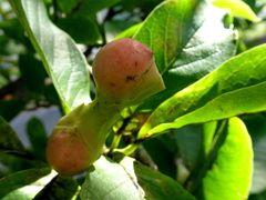 Q.　何でしょう。当ててね。