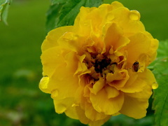 折角来たのにご馳走がないわ