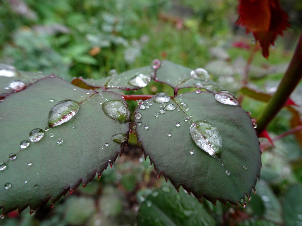 雫のファンタジー１