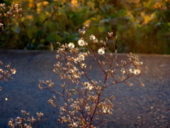 アキノノゲシの秋