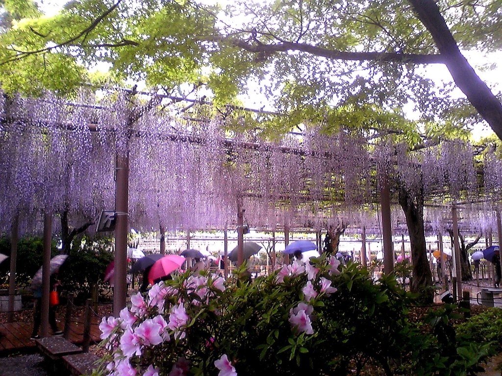 江南市曼荼羅寺公園の藤2